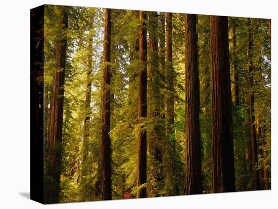 Redwoods-Charles O'Rear-Stretched Canvas