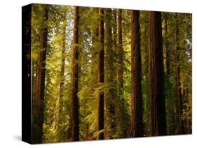 Redwoods-Charles O'Rear-Stretched Canvas