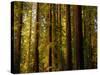 Redwoods-Charles O'Rear-Stretched Canvas