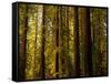 Redwoods-Charles O'Rear-Framed Stretched Canvas