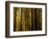 Redwoods-Charles O'Rear-Framed Photographic Print