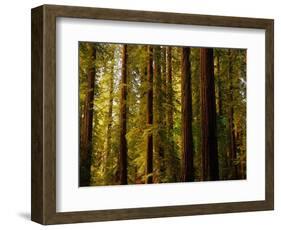 Redwoods-Charles O'Rear-Framed Photographic Print