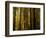 Redwoods-Charles O'Rear-Framed Photographic Print