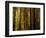 Redwoods-Charles O'Rear-Framed Photographic Print