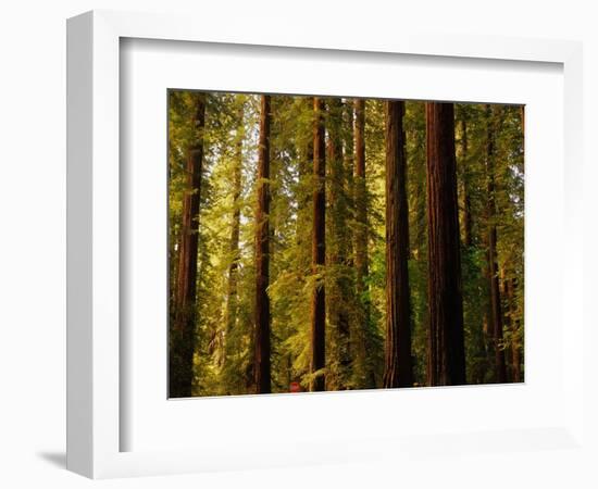 Redwoods-Charles O'Rear-Framed Photographic Print