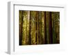 Redwoods-Charles O'Rear-Framed Photographic Print