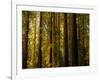 Redwoods-Charles O'Rear-Framed Photographic Print