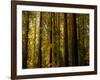 Redwoods-Charles O'Rear-Framed Photographic Print