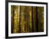 Redwoods-Charles O'Rear-Framed Photographic Print