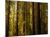 Redwoods-Charles O'Rear-Mounted Photographic Print