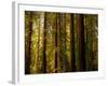 Redwoods-Charles O'Rear-Framed Photographic Print