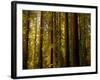 Redwoods-Charles O'Rear-Framed Photographic Print