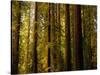 Redwoods-Charles O'Rear-Stretched Canvas