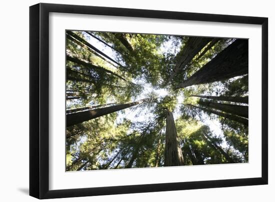 Redwoods-Chris Bliss-Framed Photographic Print