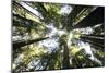 Redwoods-Chris Bliss-Mounted Photographic Print
