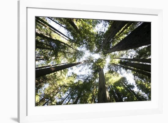 Redwoods-Chris Bliss-Framed Photographic Print