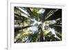 Redwoods-Chris Bliss-Framed Photographic Print