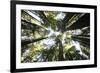 Redwoods-Chris Bliss-Framed Photographic Print