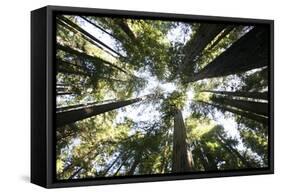 Redwoods-Chris Bliss-Framed Stretched Canvas