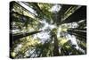 Redwoods-Chris Bliss-Stretched Canvas