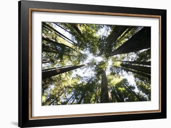 Redwoods-Chris Bliss-Framed Photographic Print