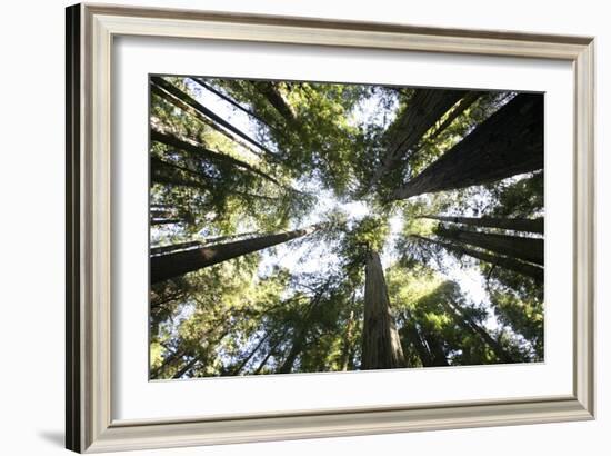 Redwoods-Chris Bliss-Framed Photographic Print