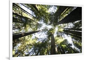 Redwoods-Chris Bliss-Framed Photographic Print