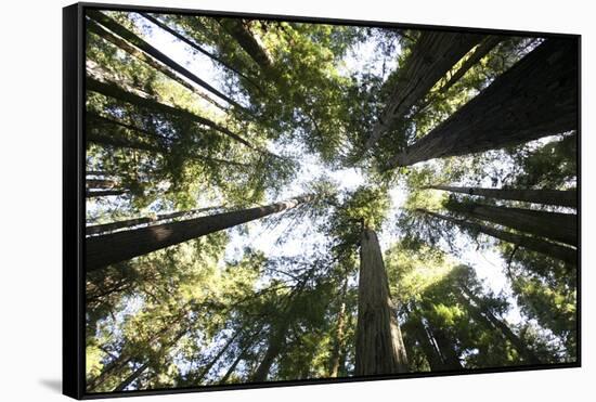 Redwoods-Chris Bliss-Framed Stretched Canvas