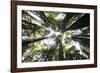 Redwoods-Chris Bliss-Framed Photographic Print
