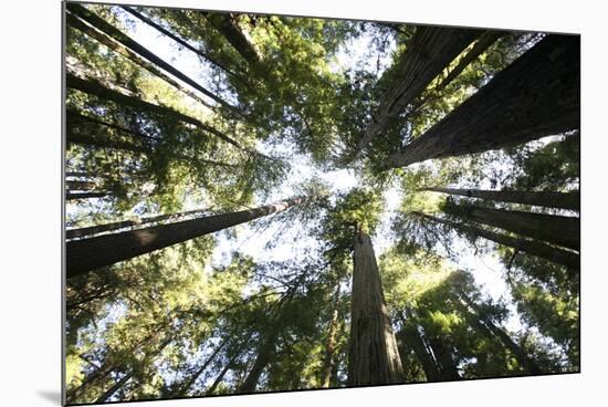 Redwoods-Chris Bliss-Mounted Photographic Print