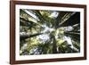 Redwoods-Chris Bliss-Framed Photographic Print
