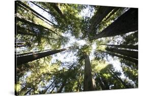 Redwoods-Chris Bliss-Stretched Canvas