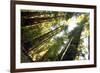 Redwwods in California-icholakov-Framed Photographic Print