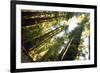 Redwwods in California-icholakov-Framed Photographic Print