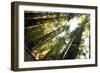 Redwwods in California-icholakov-Framed Photographic Print