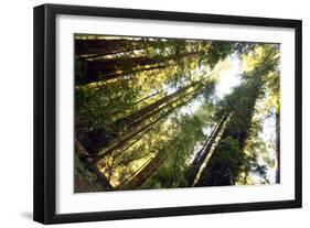 Redwwods in California-icholakov-Framed Photographic Print