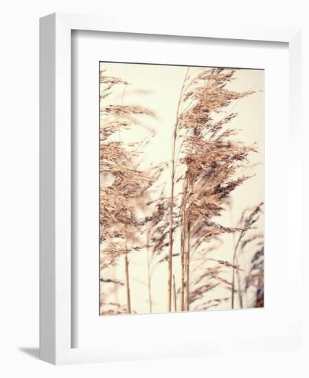 Reed 1-Design Fabrikken-Framed Photographic Print
