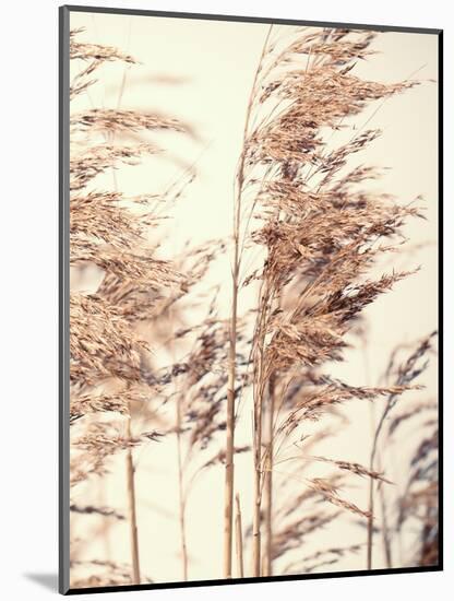 Reed 1-Design Fabrikken-Mounted Photographic Print