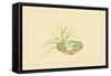 Reed and Pond Lily-Sofu Teshigahara-Framed Stretched Canvas