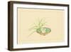 Reed and Pond Lily-Sofu Teshigahara-Framed Art Print