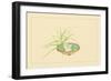 Reed and Pond Lily-Sofu Teshigahara-Framed Art Print