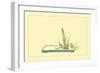 Reed and Pond Lily-Sofu Teshigahara-Framed Art Print