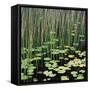 Reed and Water Lillies in Pond, Arcadia National Park, Maine-Micha Pawlitzki-Framed Stretched Canvas