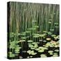 Reed and Water Lillies in Pond, Arcadia National Park, Maine-Micha Pawlitzki-Stretched Canvas