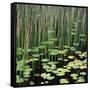 Reed and Water Lillies in Pond, Arcadia National Park, Maine-Micha Pawlitzki-Framed Stretched Canvas