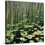 Reed and Water Lillies in Pond, Arcadia National Park, Maine-Micha Pawlitzki-Stretched Canvas