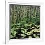 Reed and Water Lillies in Pond, Arcadia National Park, Maine-Micha Pawlitzki-Framed Photographic Print