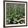 Reed and Water Lillies in Pond, Arcadia National Park, Maine-Micha Pawlitzki-Framed Photographic Print