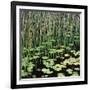 Reed and Water Lillies in Pond, Arcadia National Park, Maine-Micha Pawlitzki-Framed Photographic Print