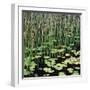 Reed and Water Lillies in Pond, Arcadia National Park, Maine-Micha Pawlitzki-Framed Photographic Print